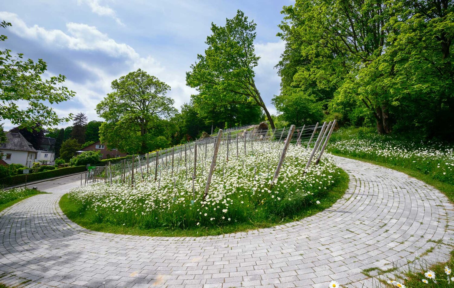 Ein gepflesterter Weg führt um ein kleines, mit weißen Blumen übersätes Stück Wieser herum