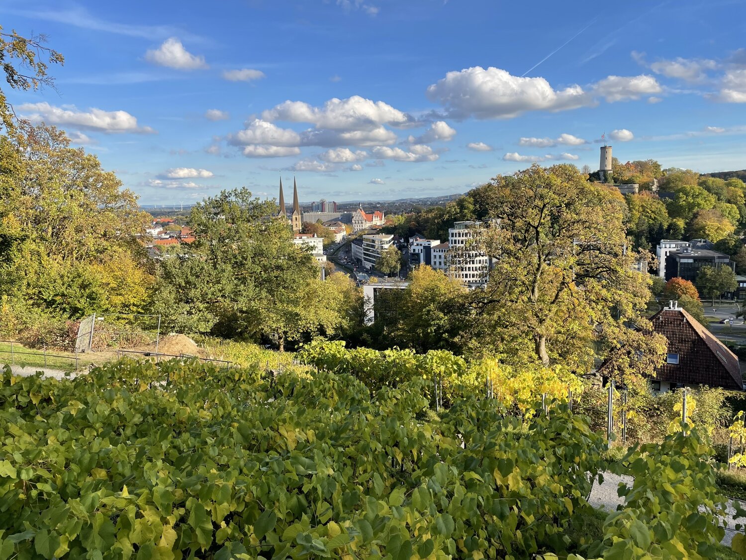 Ein Blick vom Weinberg aus auf Stadthäuser hinunter