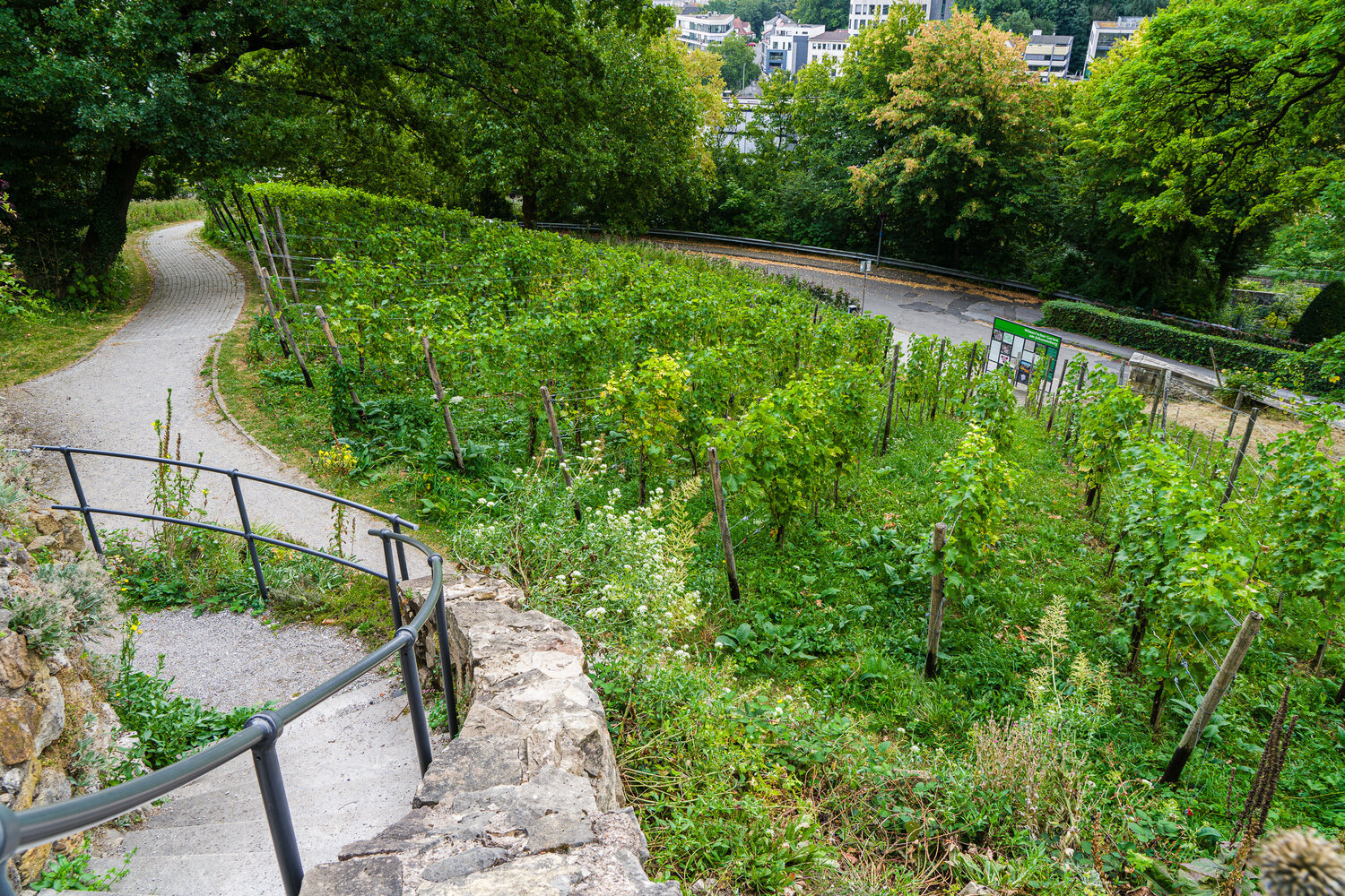 Von einem in Stein eingefassten Weg sieht man den Hang hinunter Wenreben wachsen. Im Hintergrund im Tal sind Häuser zu sehen.