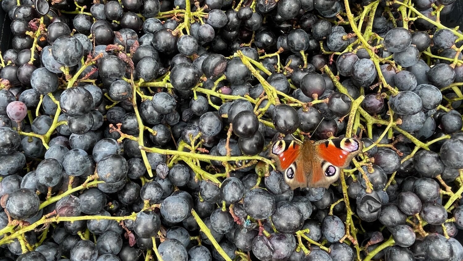 Zwei Pfauenaugen sitzen auf frisch geernteten Trauben in einer Kiste